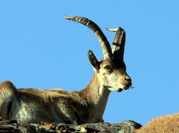 Ecologistas Extremadura critica la aparicin de ejemplares de cabra montesa en La Siberia