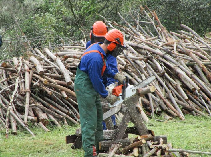 Junta otorgar 38 millones en ayudas para incrementar valor de los productos forestales