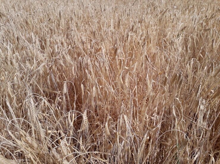 APAG Extremadura ASAJA confirma una reduccin de produccin cosecha cereal superior al 30