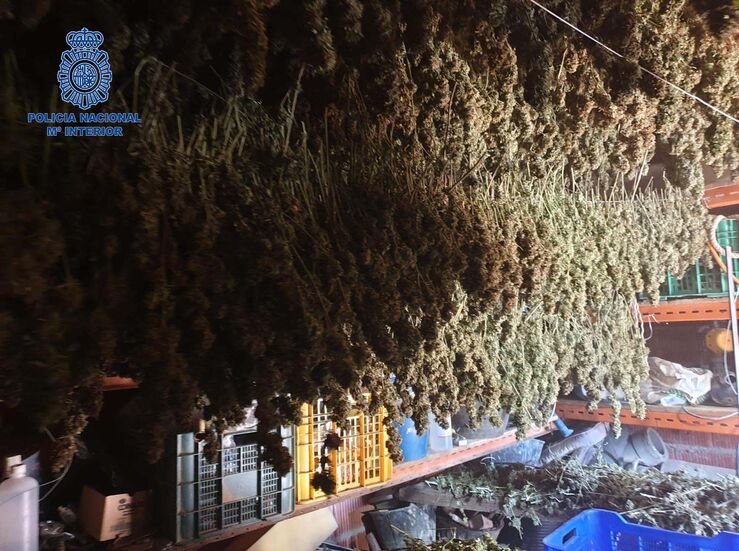 Dos detenidos en Villanueva de la Serena por plantar marihuana en una parcela