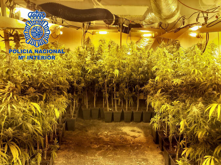 Detenida una pareja en Almendralejo por tener una plantacin indoor de marihuana