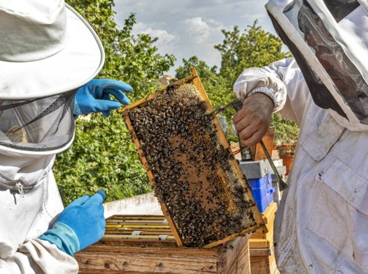 Resoluciones de ayudas para mejorar produccin y comercializacin de productos apicultura
