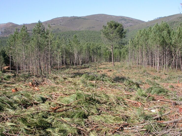 3 millones para trabajos contra nematodo del pino y seguimiento de plagas en cultivos