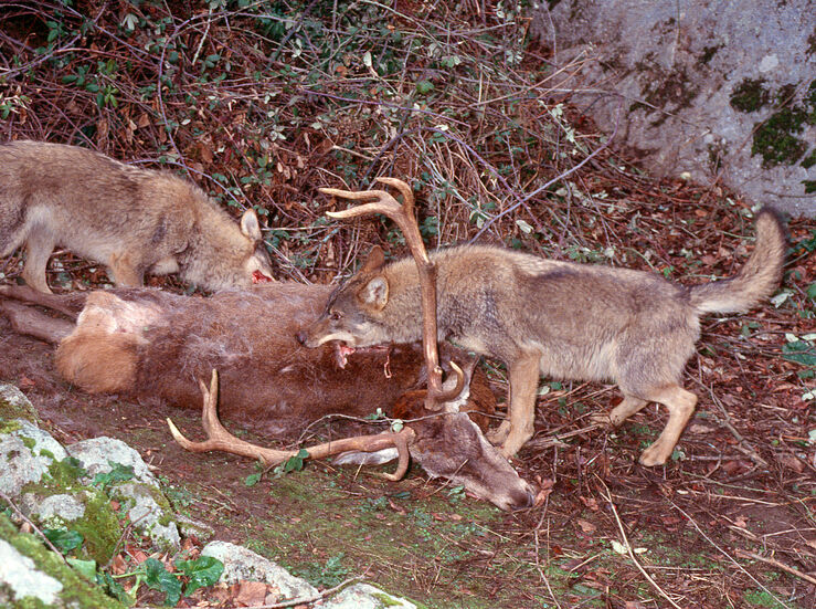 Ecologistas Granadilla piden una compensacin de daos por el impacto del lobo ibrico