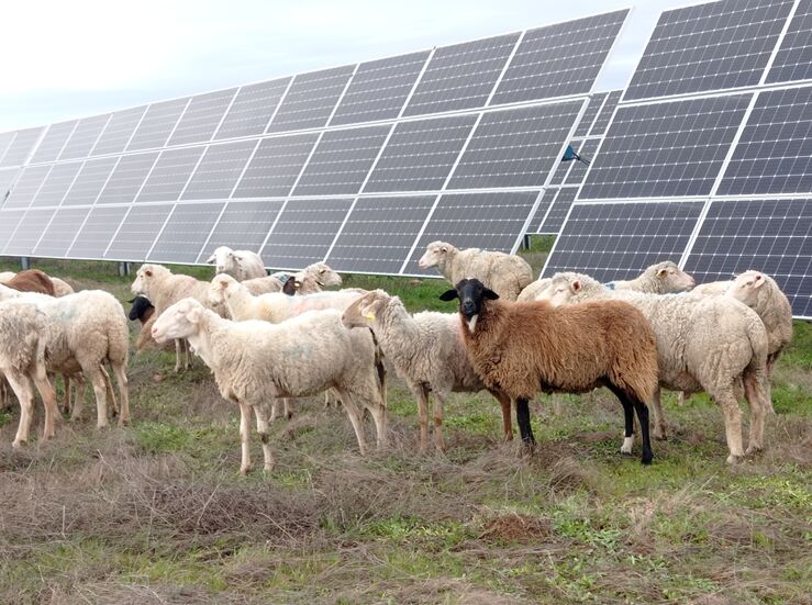 Sector primario comparte uso del suelo en plantas fotovoltaicas de Endesa en Extremadura