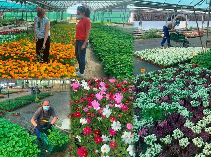 Diputacin Cceres distribuir 43000 plantas ornamentales para embellecer los pueblos