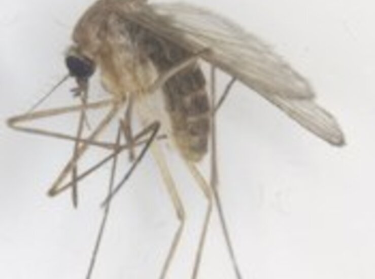 El SES confirma un nuevo caso de fiebre del Nilo Occidental en Extremadura