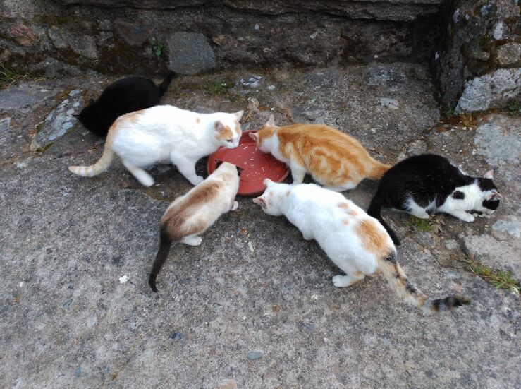 Pacma pide al Ayuntamiento Segura de Len un plan urgente de gestin de colonias felinas