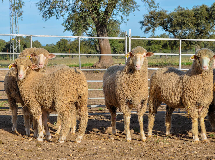 La Feria Ganadera de Zafra recupera la presencia con 2000 ejemplares y 600 expositores