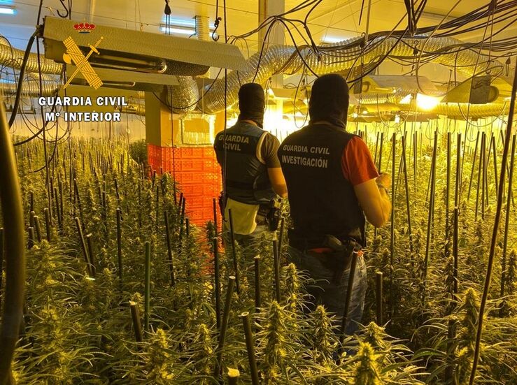 Desmantelada en Badajoz y La Codosera dos plantaciones Indoor de marihuana