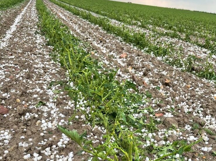 Clygal urge al Gobierno pagar las indemnizaciones por tormentas de invierno a agricultores