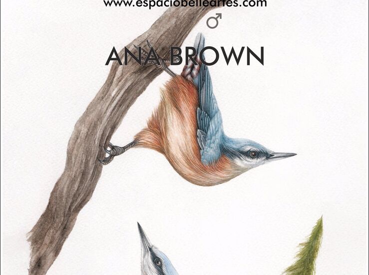 Ana Brown expone la muestra Aves de nuestro entorno en el Belleartes de Cceres 