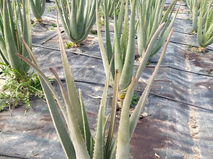 CTAEX revalorizar subproductos del Aloe vera el lactosuero y otras plantas