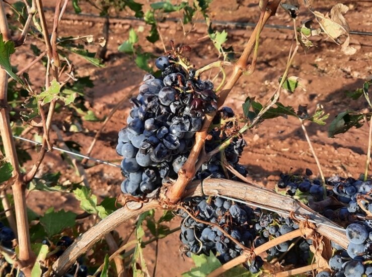 Agroseguro abona 55 millones en indemnizaciones a viticultores asegurados en Extremadura