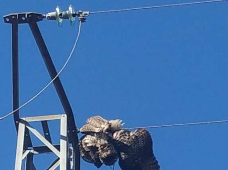 Junta autoriza 1M en correccin de tendidos elctricos para prevenir daos a la avifauna