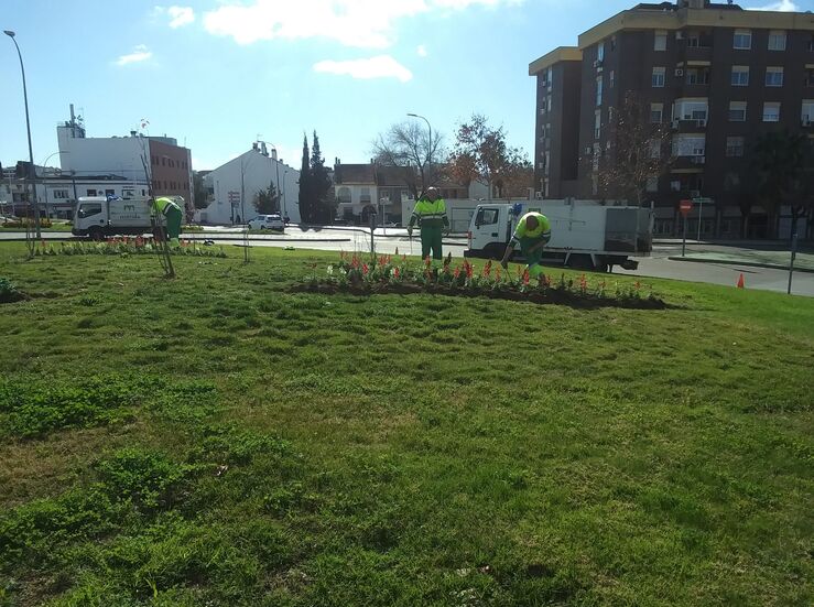 El Ayuntamiento de Mrida planta flores de temporada en parques jardines y rotondas