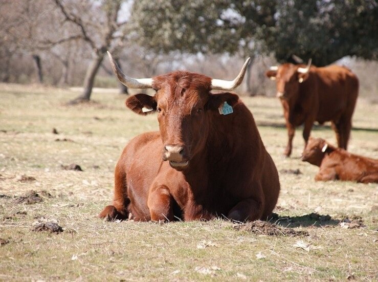 La nueva PAC incrementa en ms de 35 millones de euros las ayudas de ovino y caprino