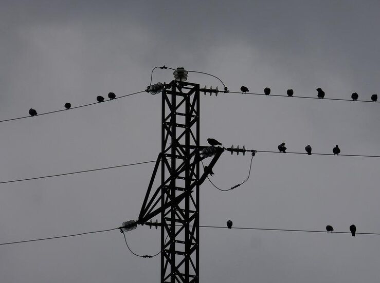 Junta convoca ayudas por 6 millones para corregir lneas elctricas peligrosas para aves