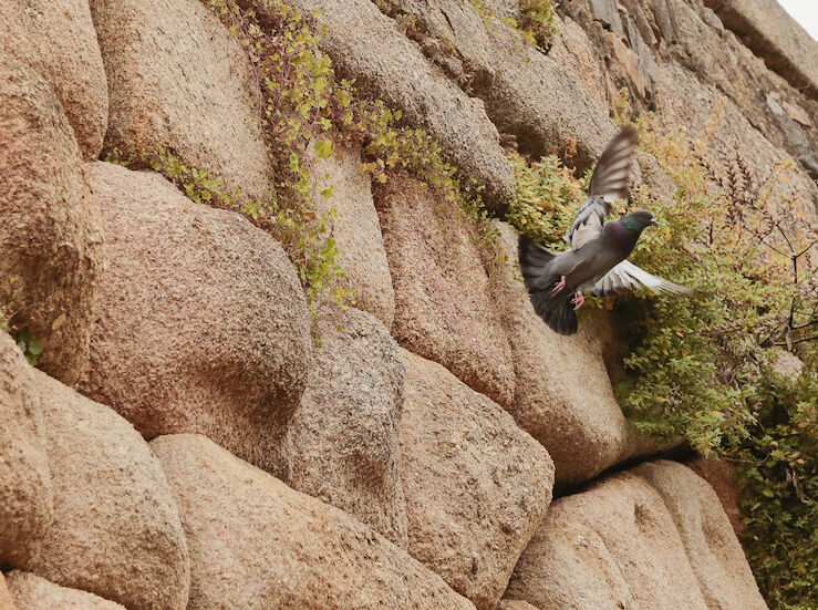 AAVV La Antigua de Mrida elogia la decisin del Ayuntamiento para controlar las palomas