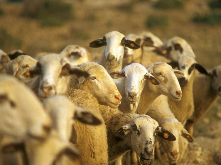 600000 euros en subvenciones para vacunacin voluntaria ovinos frente a la lengua azul