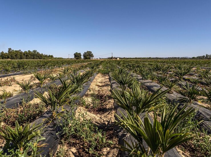 La Junta fecha el inicio de las obras del regado de Tierra de Barros a principios de 2027