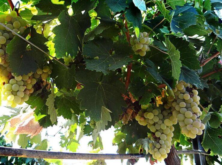 La Unin pide derogar el decreto de trazabilidad de uvas y aceitunas