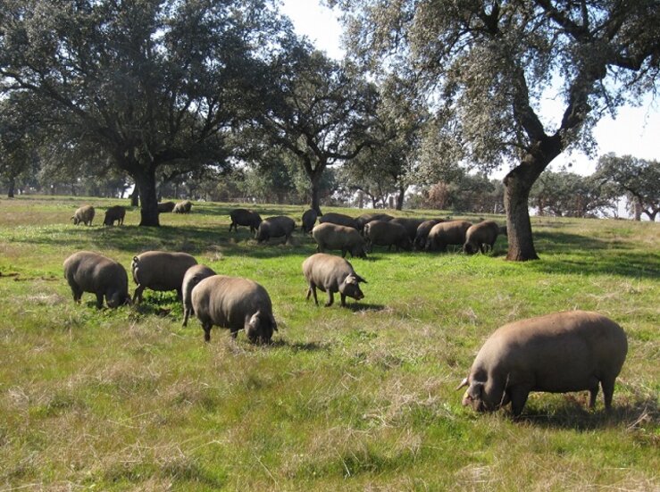 Publicadas condiciones de manejo para ganado porcino que da origen a productos de bellota