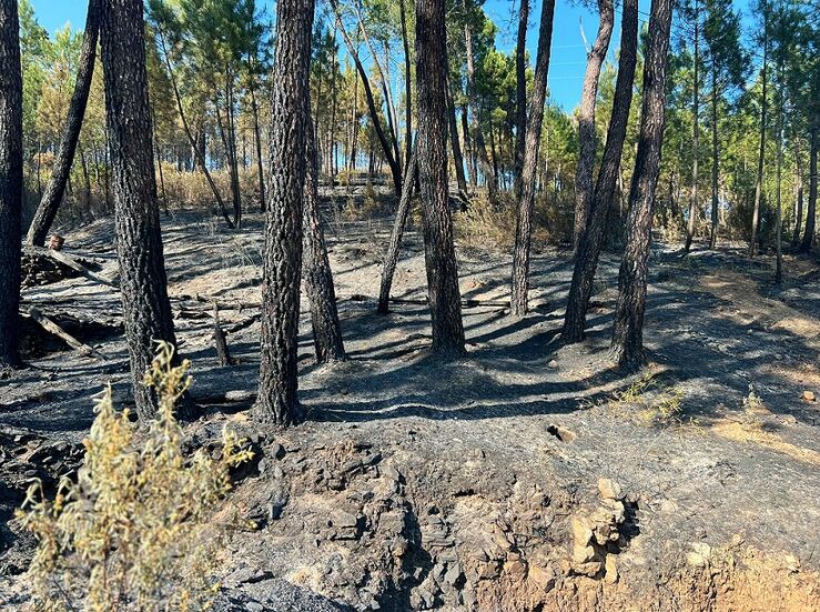 Obras para mitigar efectos incendio forestal en Pinofranqueado costarn 22 millones