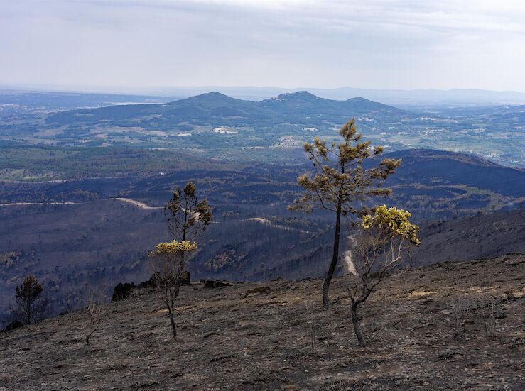 WWF pide al Gobierno aprobar el RD con criterios comunes en CCAA para prevenir incendios