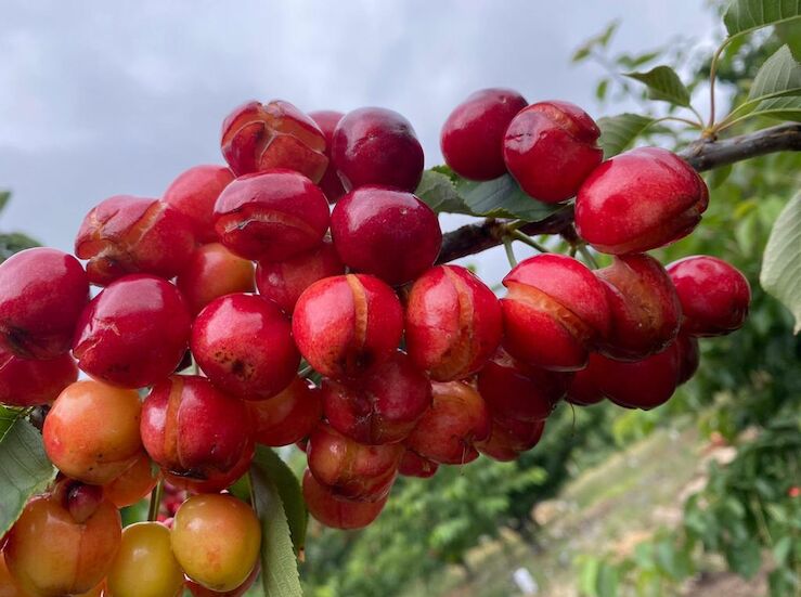 Unos 150 agricultores protestan en Cabezuela para pedir pago ayudas daos a cereza de 2024