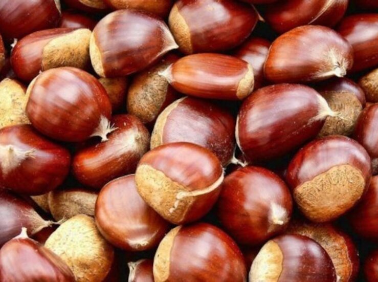 IV Festival Chaqueta en Coria plantea usos tradicionales venta castaas y animacin