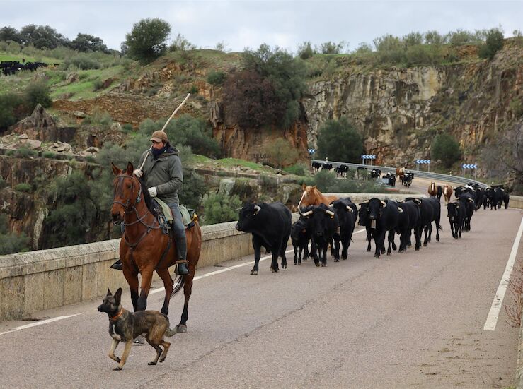 Ayudas de hasta 5000 para fomentar el relevo generacional que mantenga la trashumancia