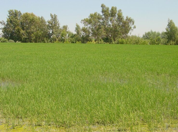 Entrada 17000 toneladas arroz desde Argentina sin arancel va a hundir mercado nacional