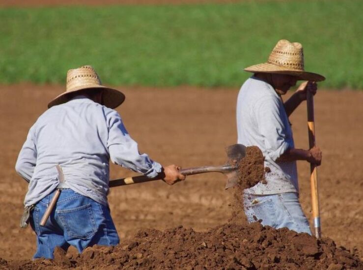 Junta y Enesa intercambiarn datos para gestin y control de ayudas para seguros agrarios