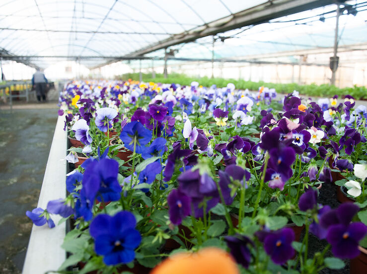 Es posible cultivar peonas en climas secos