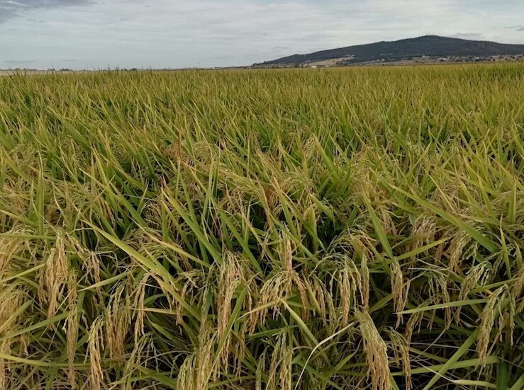 Ampliado plazo presentacin solicitud nica de la PAC para la campaa 20262027