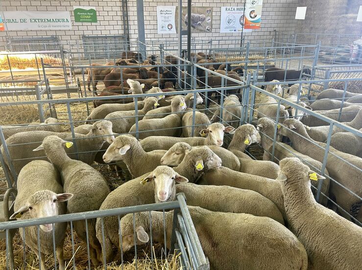 Diputacin Cceres vuelve a conquistar el premio a la Mejor Ganadera en la Feria de Zafra