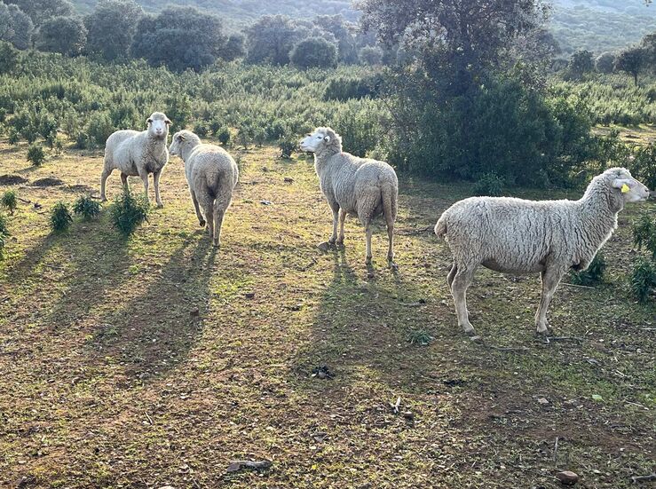 Resolucin que reconoce derecho a cobro de ayudas a ganaderos afectados por la lengua azul