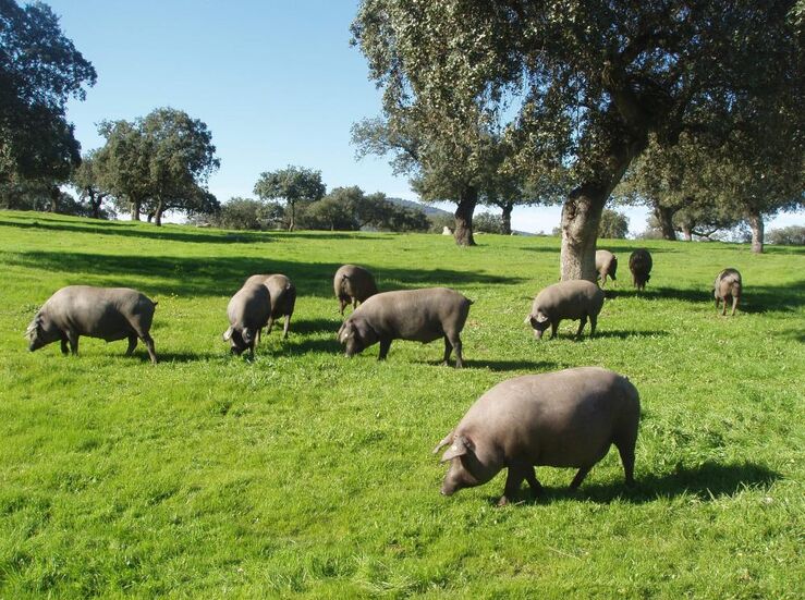 CyL y Extremadura suman la mayora de 41 granjas nominadas a los Premios Porc dOr Ibrico