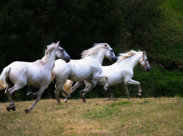 Escapadas para amantes de los animales conecta con la Naturaleza