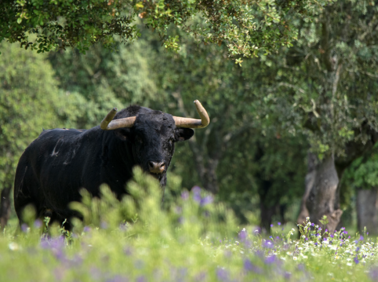 Unin Criadores Toros Lidia apoya a Borja Domecq tras el incendio de su finca en Llerena