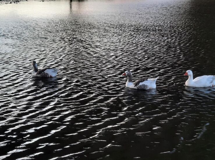 La Junta modificar los lmites de 11 zonas de especial proteccin para las aves