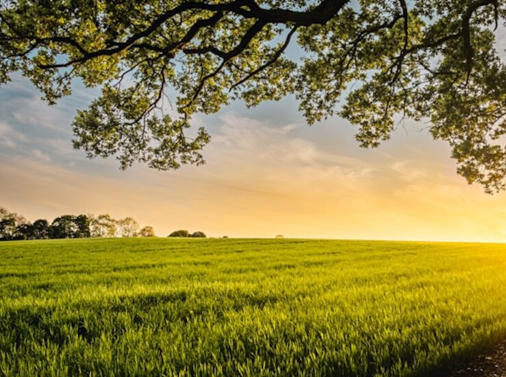 Chiquita Brands un ejemplo de dilemas corporativos en zonas de conflicto