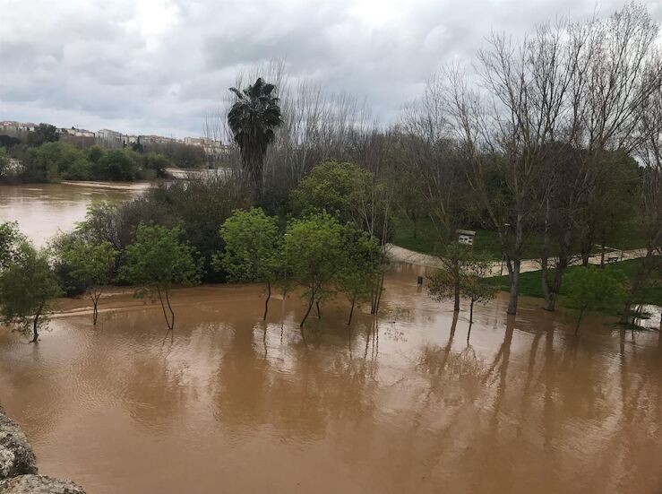 La crecida del Guadiana arrasa una colonia felina de Mrida ante inaccin municipal