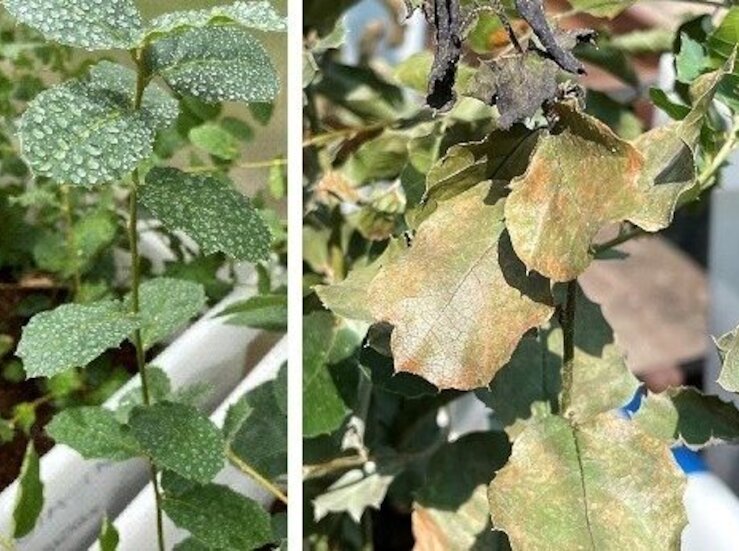 Estudio UEx plantea compuesto vegetal para mejorar resistencia de rboles hoja de ancha