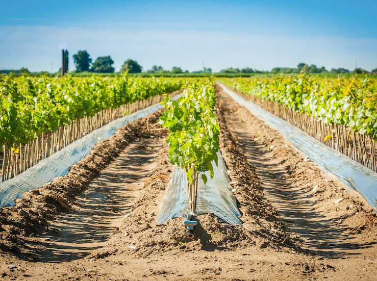 PSOE pide a Guardiola dar la cara ante abandono intolerable a regantes Tierra de Barros
