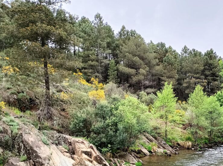 Junta contrata eliminacin rboles afectados por nematodo del pino en Valverde del Fresno