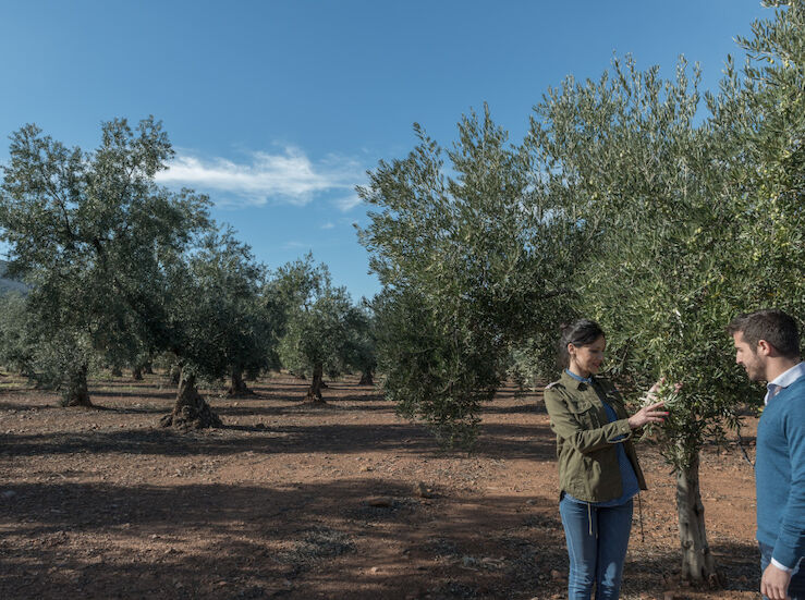 El proyecto Oleoturismo Espaa crea el Comit Estratgico de Impulso al Oleoturismo