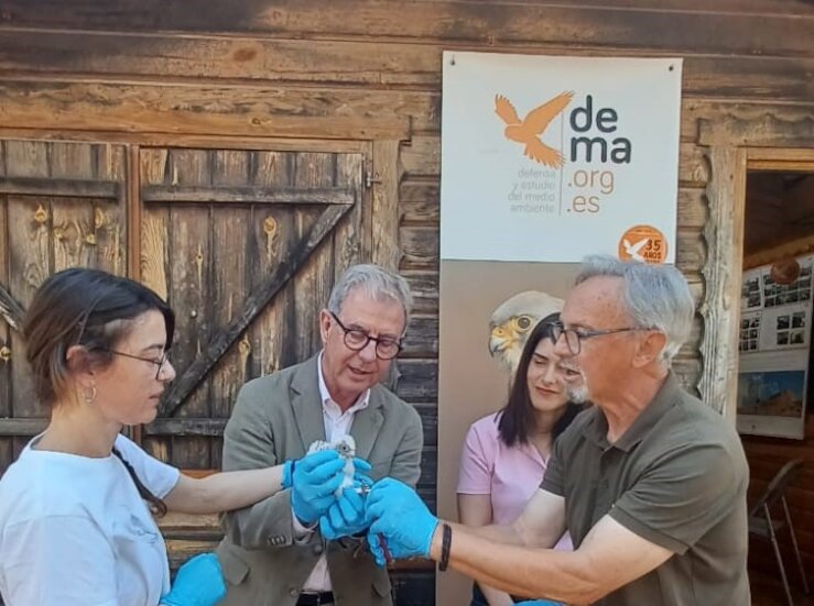 Sueltan un cerncalo primilla en el Centro de Cra DEMA de Almendralejo 