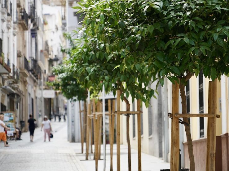 El Ayuntamiento de Badajoz dedica 519000 euros a la reposicin de alcorques 